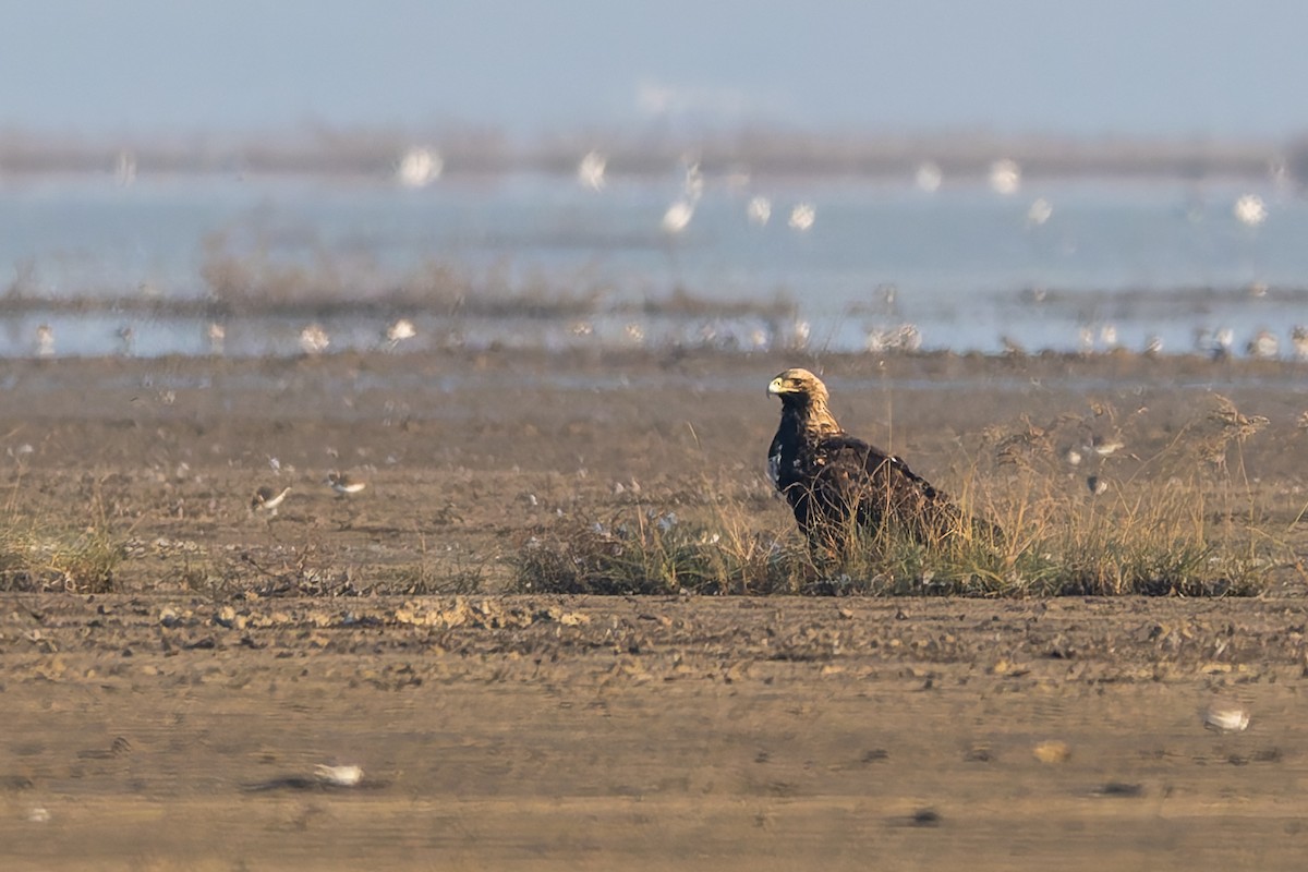 Imperial Eagle - ML645314909