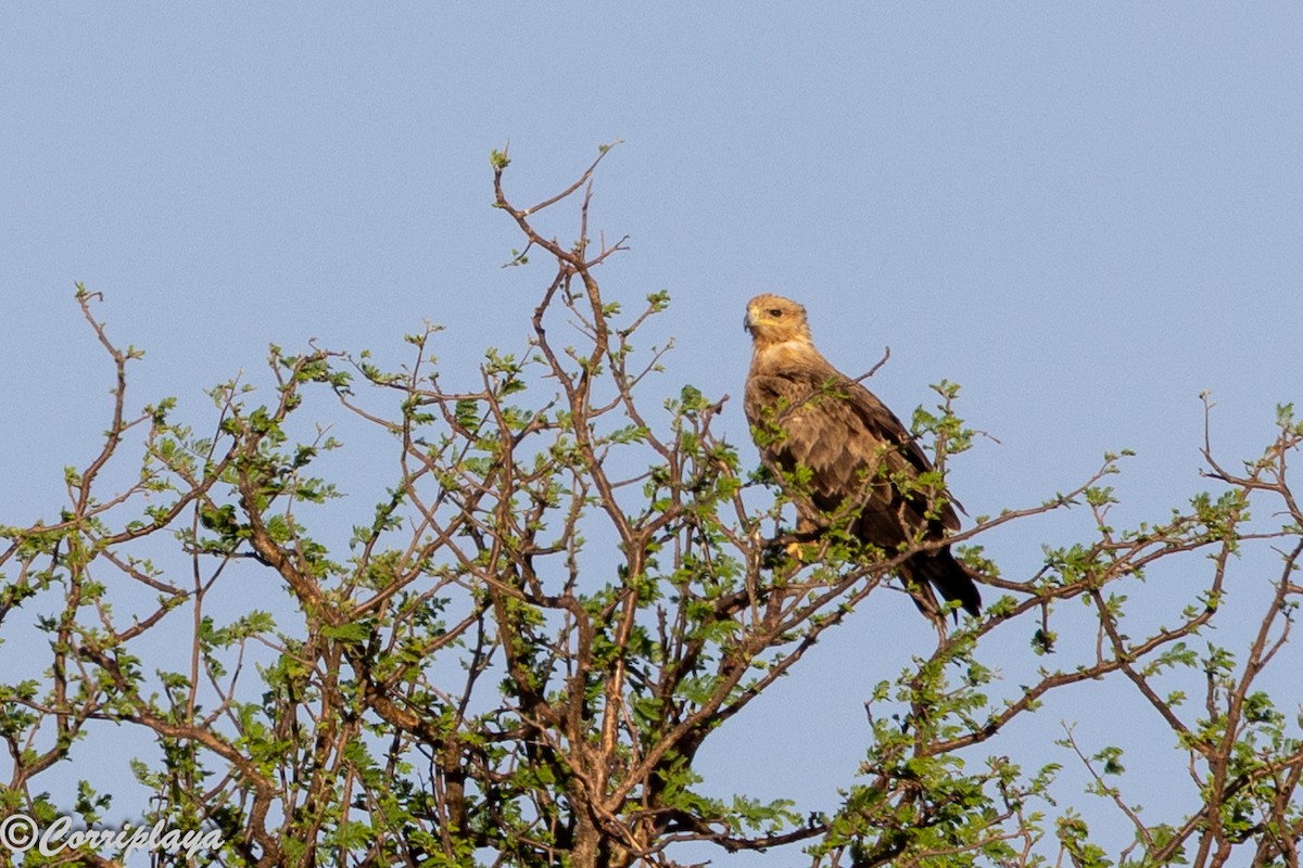 Tawny Eagle - ML645314921