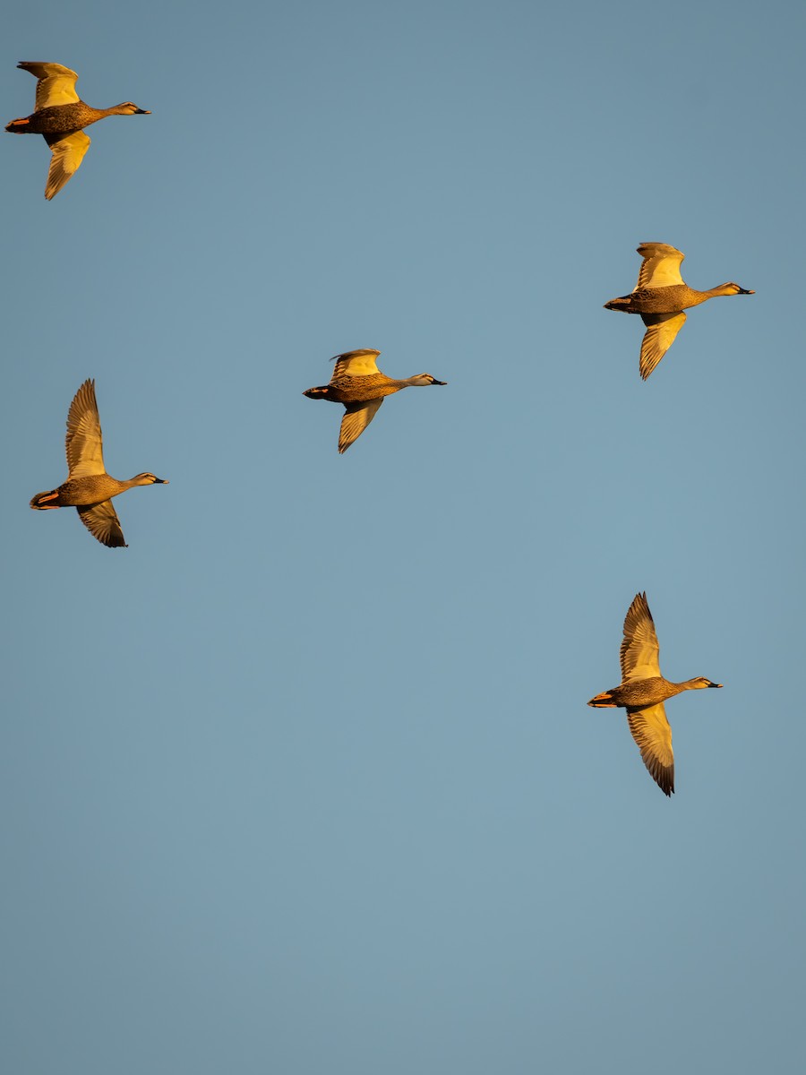 kachna čínská - ML645314922