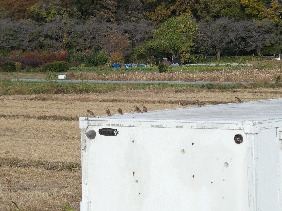 スズメ - ML645314923