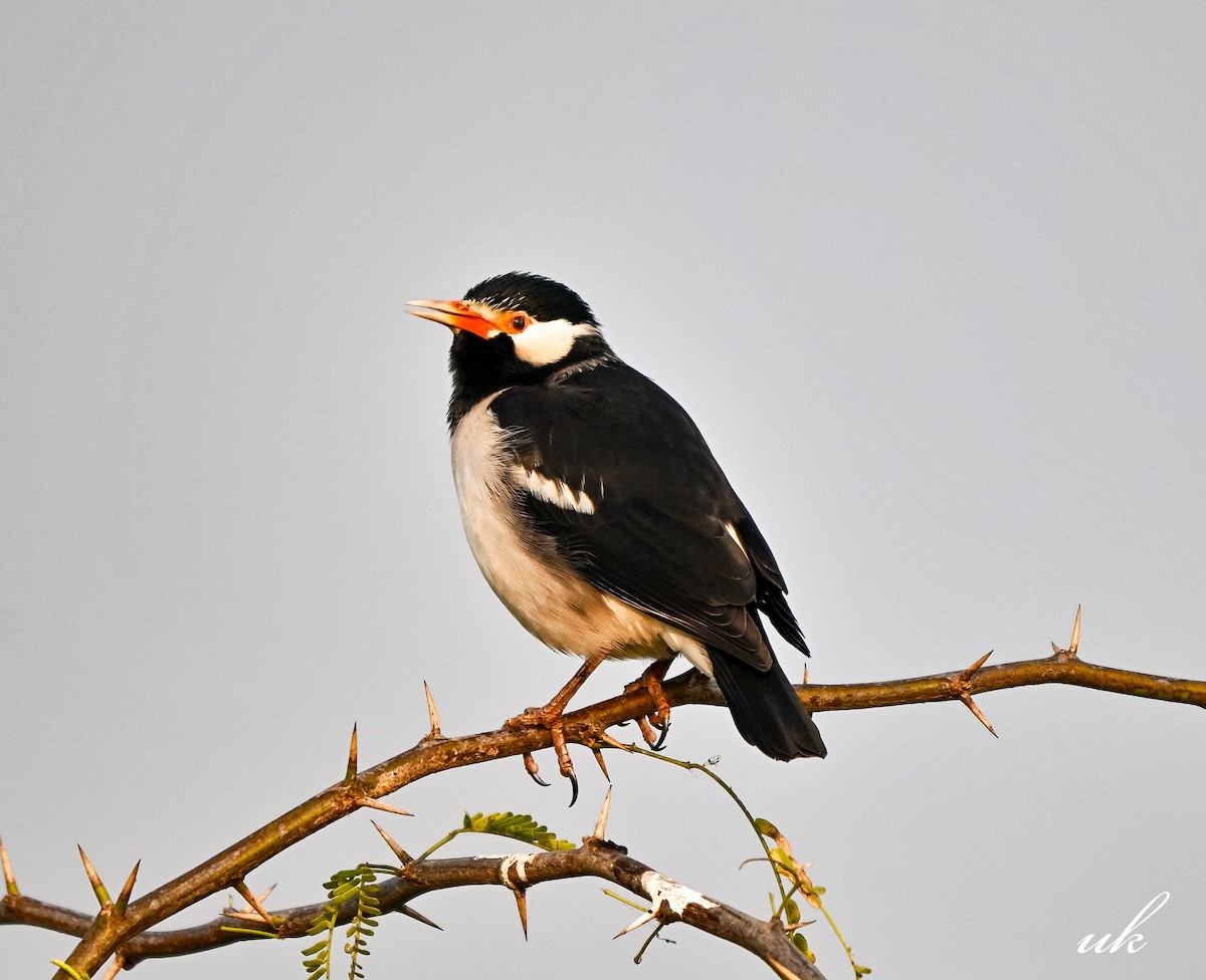 印度鵲椋鳥 - ML645314932