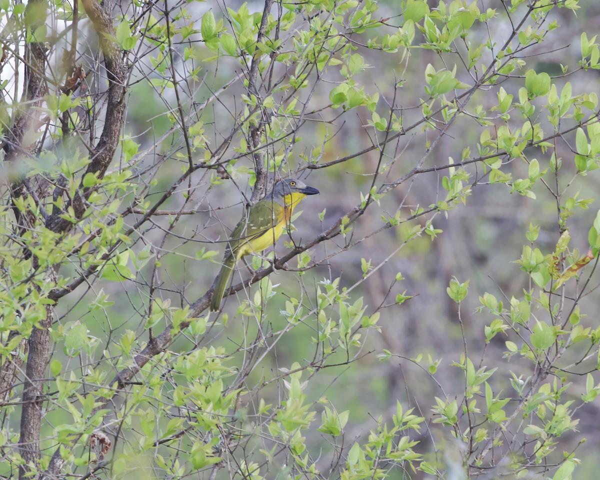 Gray-headed Bushshrike - ML645314935