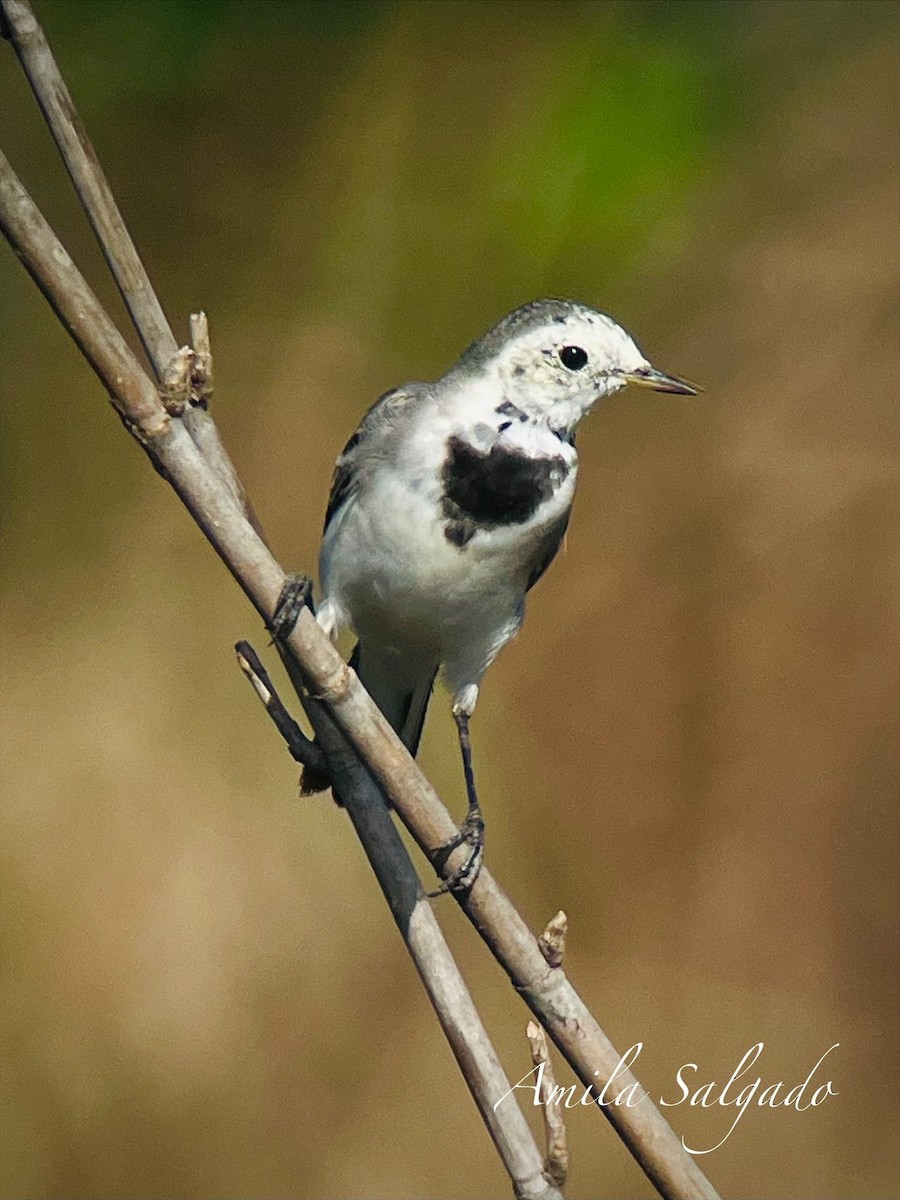 White Wagtail - ML645314936