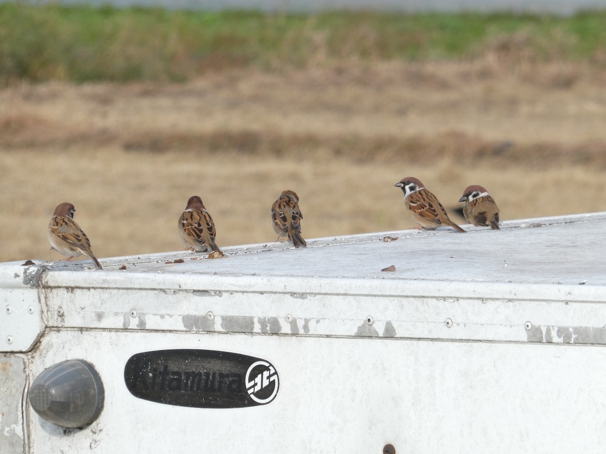 スズメ - ML645314937