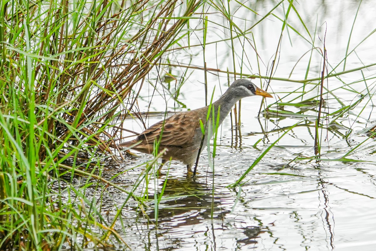 chřástal popelavý - ML645314939