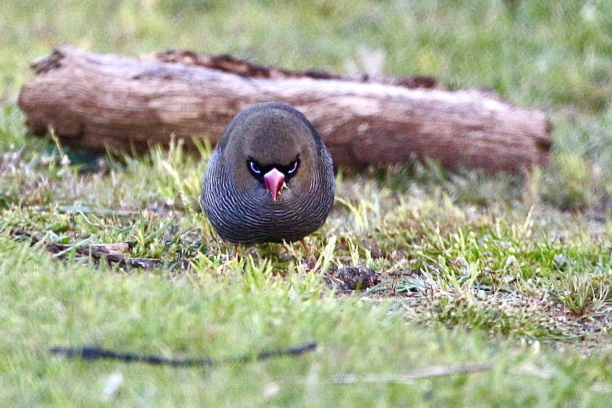 Beautiful Firetail - ML645314943