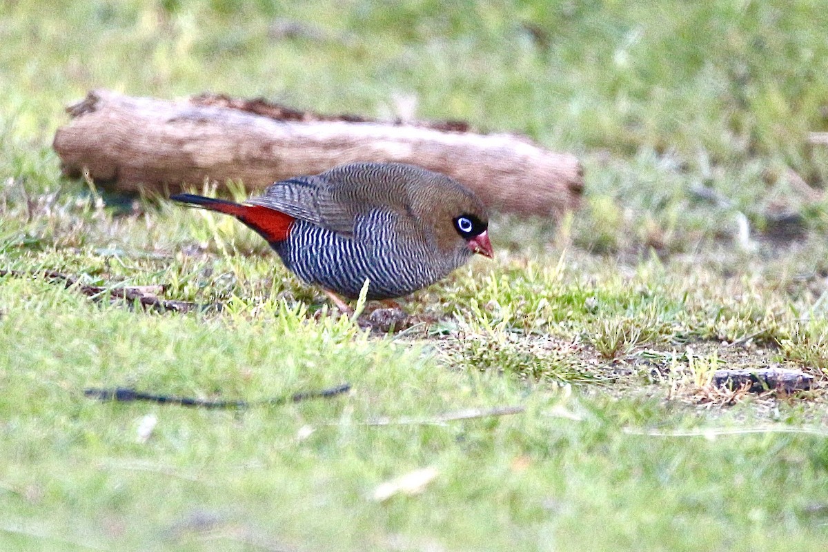 Beautiful Firetail - ML645314944