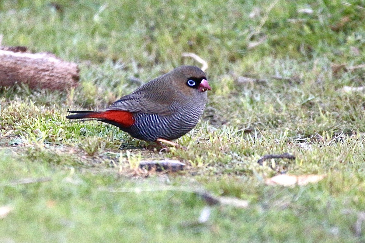 Beautiful Firetail - ML645314945