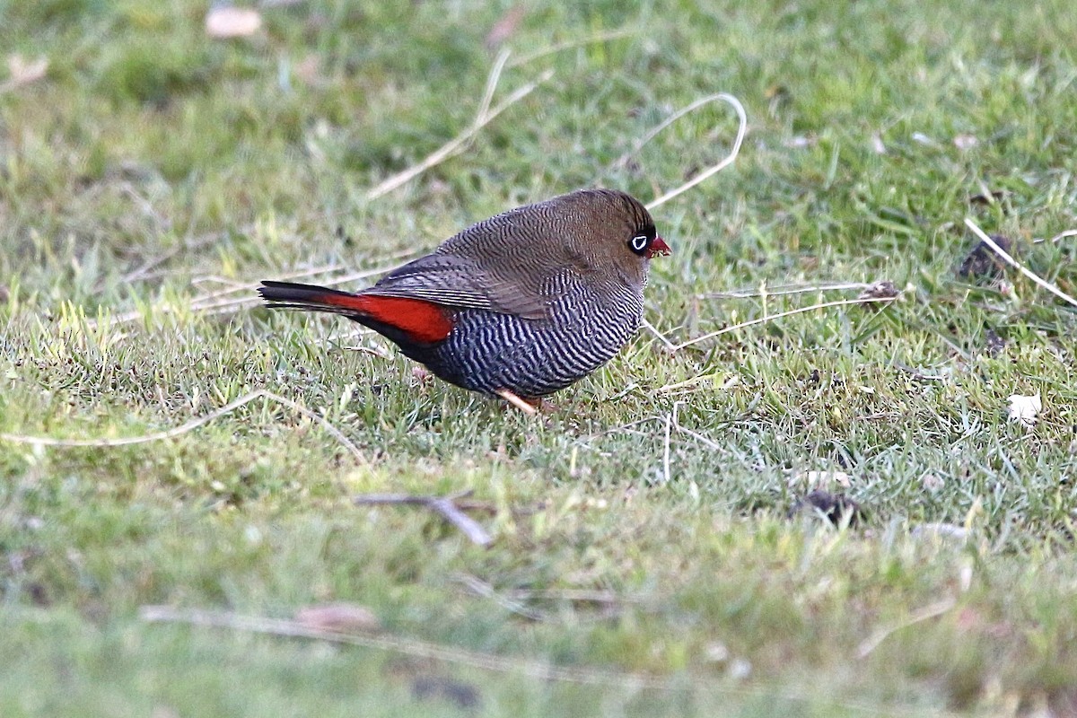 Beautiful Firetail - ML645314946