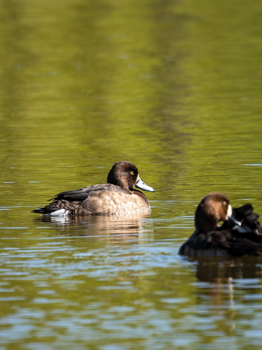 bergand - ML645314954