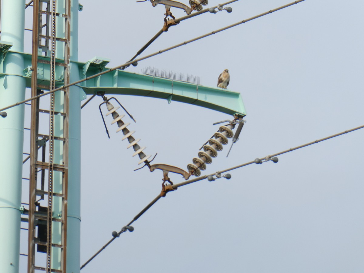 ノスリ - ML645314960