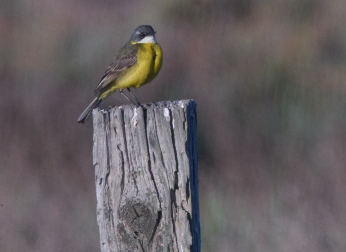 Western Yellow Wagtail - ML645314961