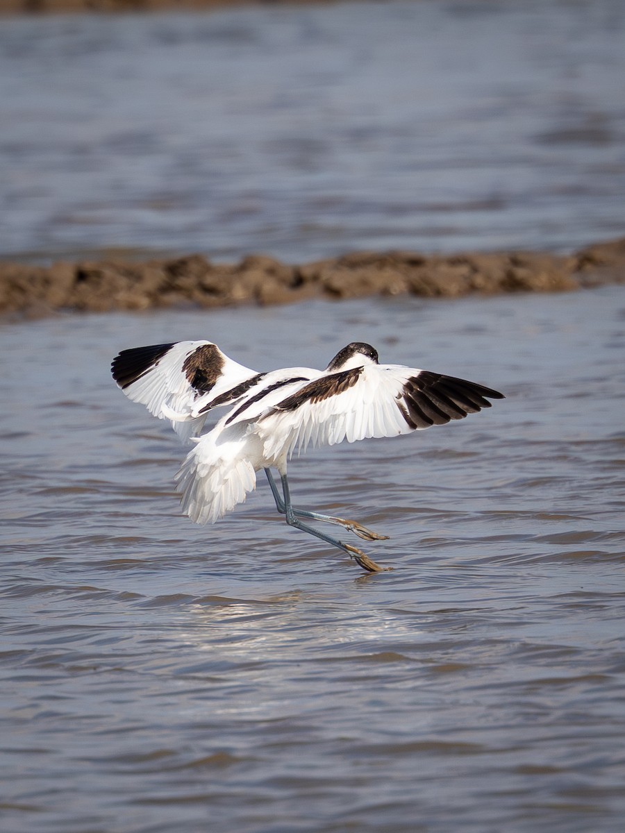 tenkozobec opačný - ML645314963