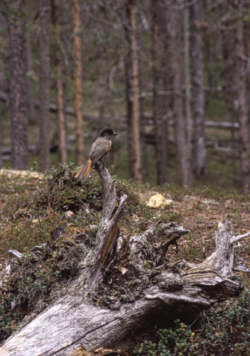 Siberian Jay - ML645314965