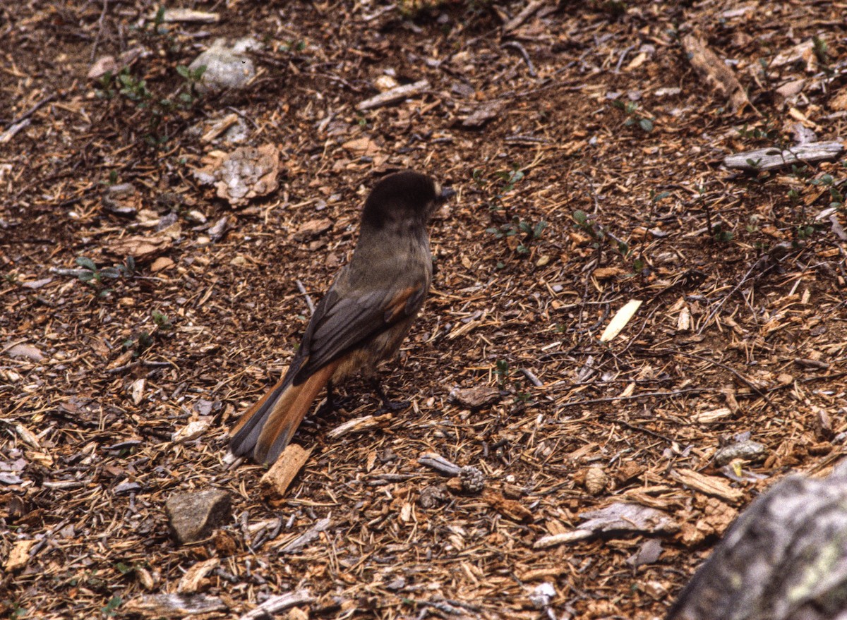 Siberian Jay - ML645314966