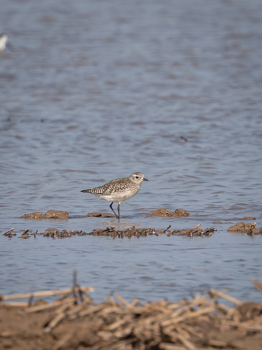 Буурал сүвээ цагаан - ML645314979