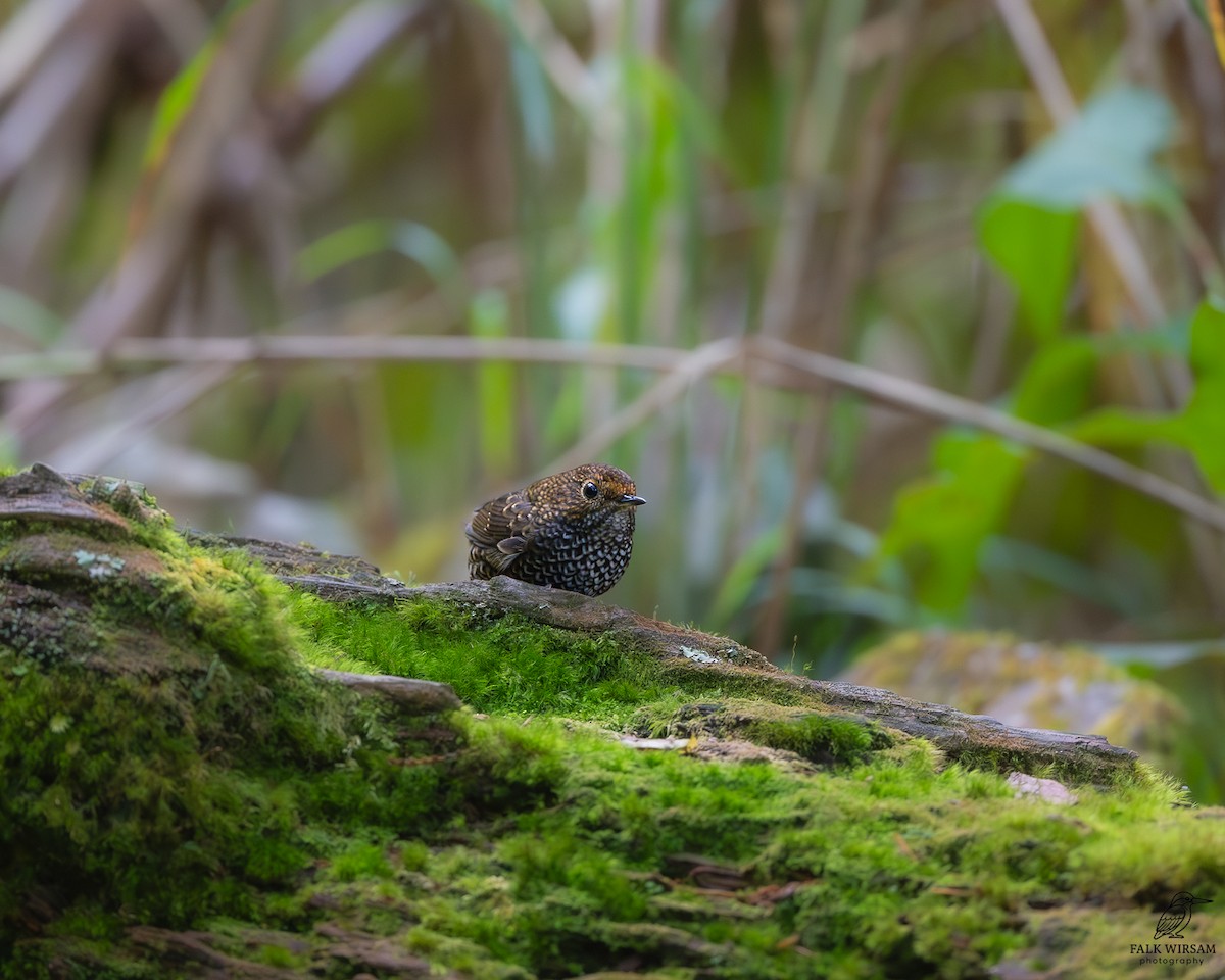 Taiwan Cupwing - ML645314982