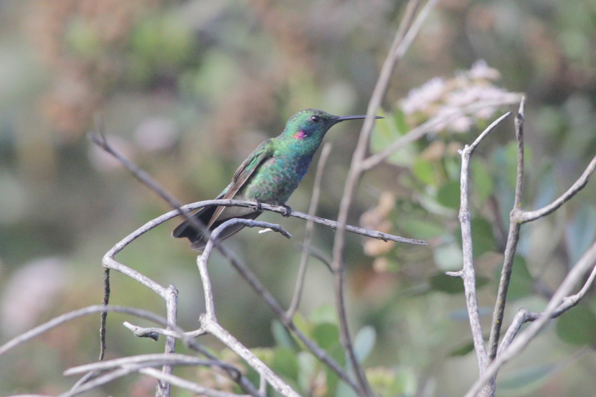 White-vented Violetear - ML645315012