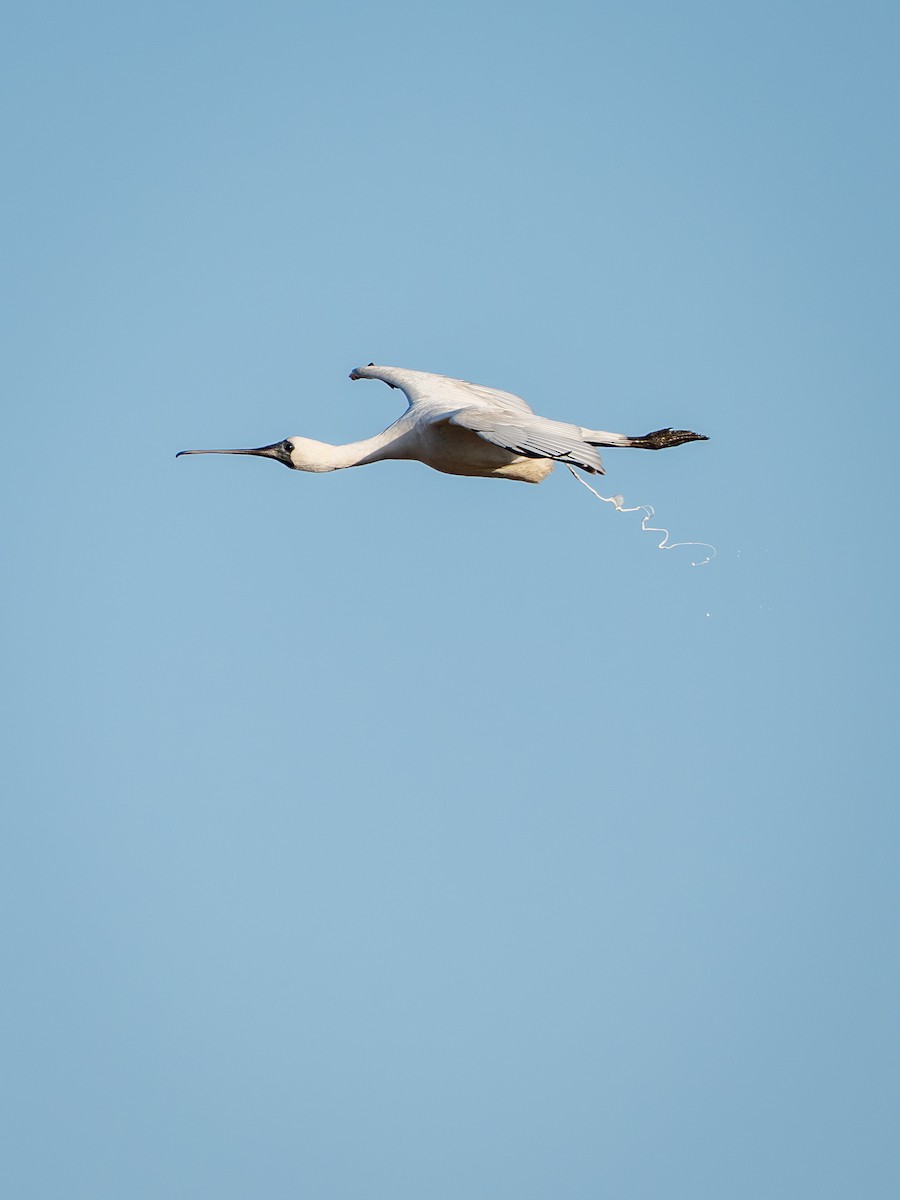 Black-faced Spoonbill - ML645315014