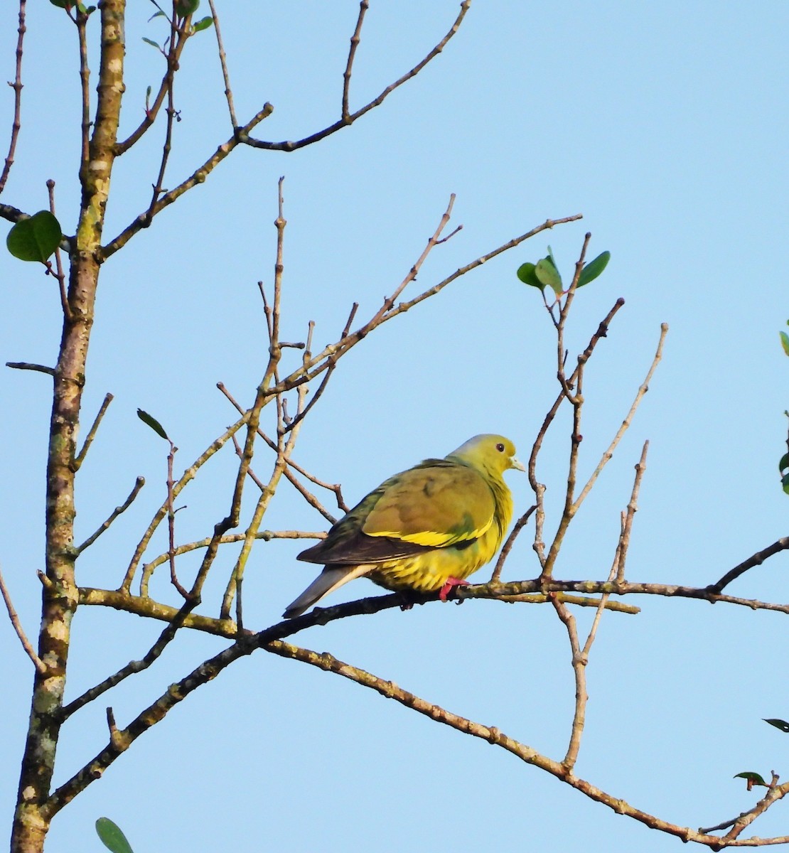 Orange-breasted Green-Pigeon - ML645315015