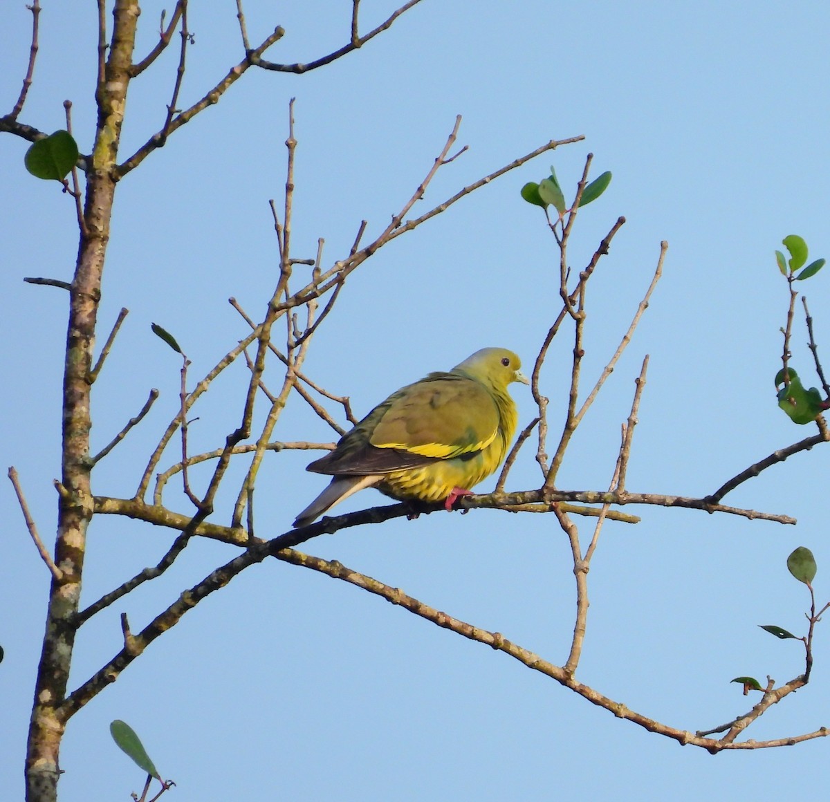 Orange-breasted Green-Pigeon - ML645315016