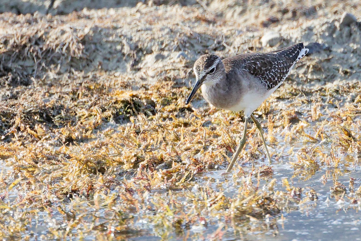 タカブシギ - ML645315020