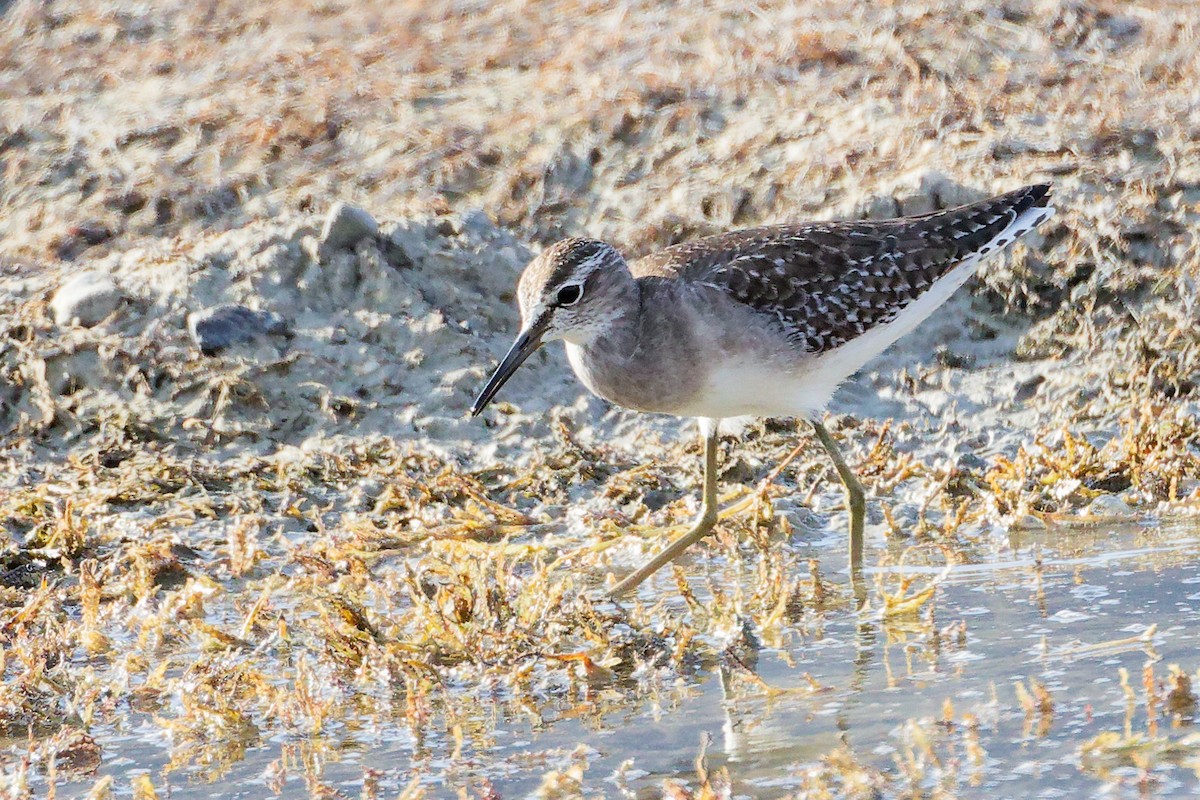 タカブシギ - ML645315027