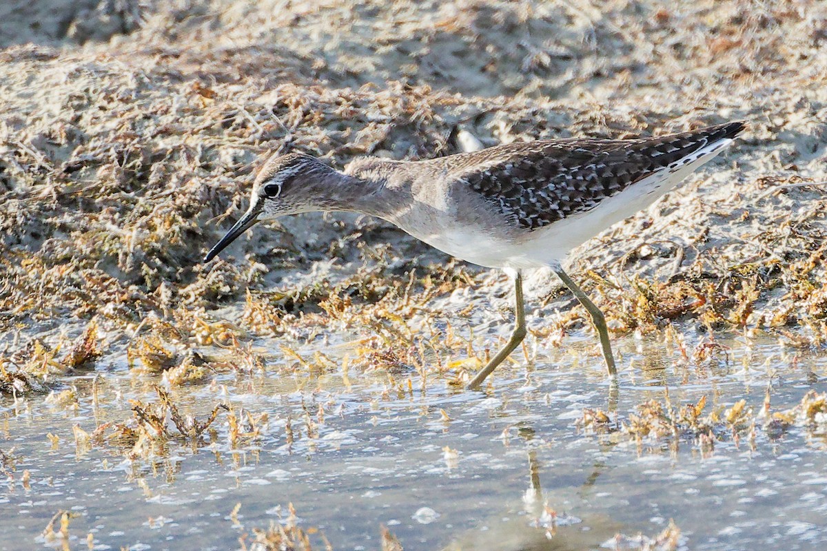 タカブシギ - ML645315029