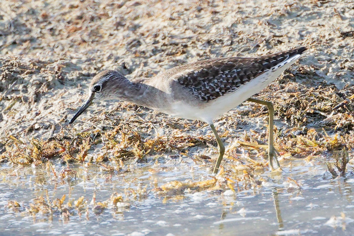 タカブシギ - ML645315033