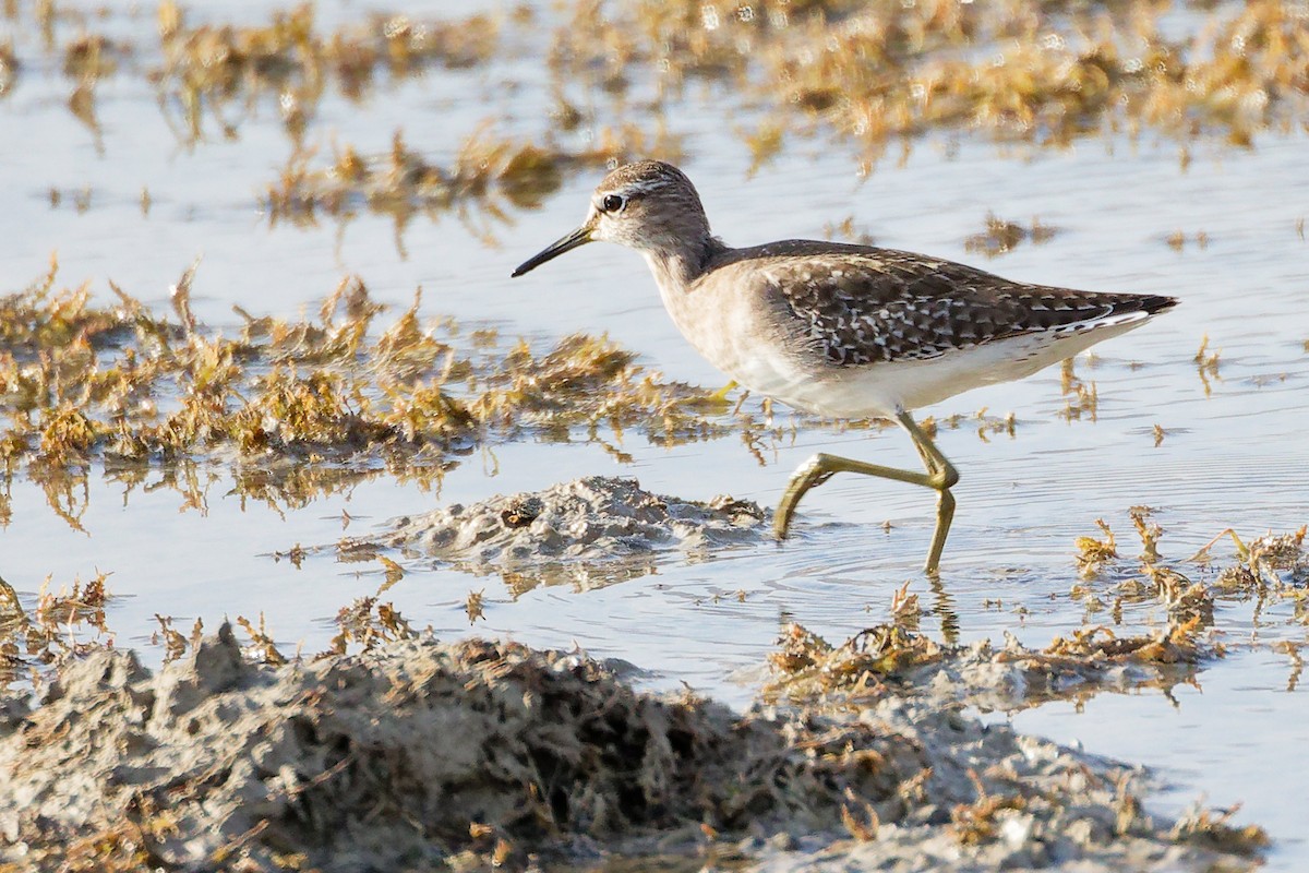 タカブシギ - ML645315040