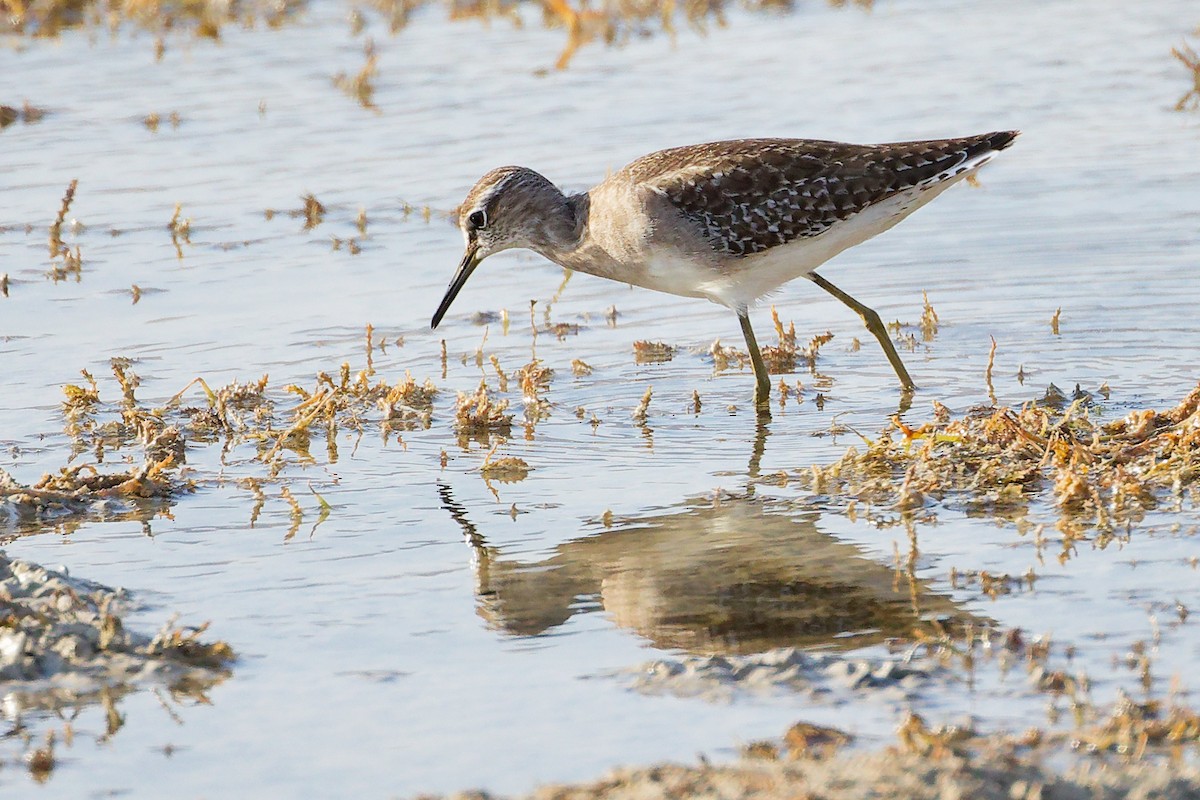 タカブシギ - ML645315044