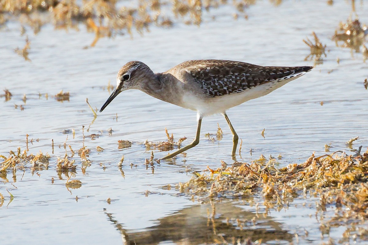 タカブシギ - ML645315047