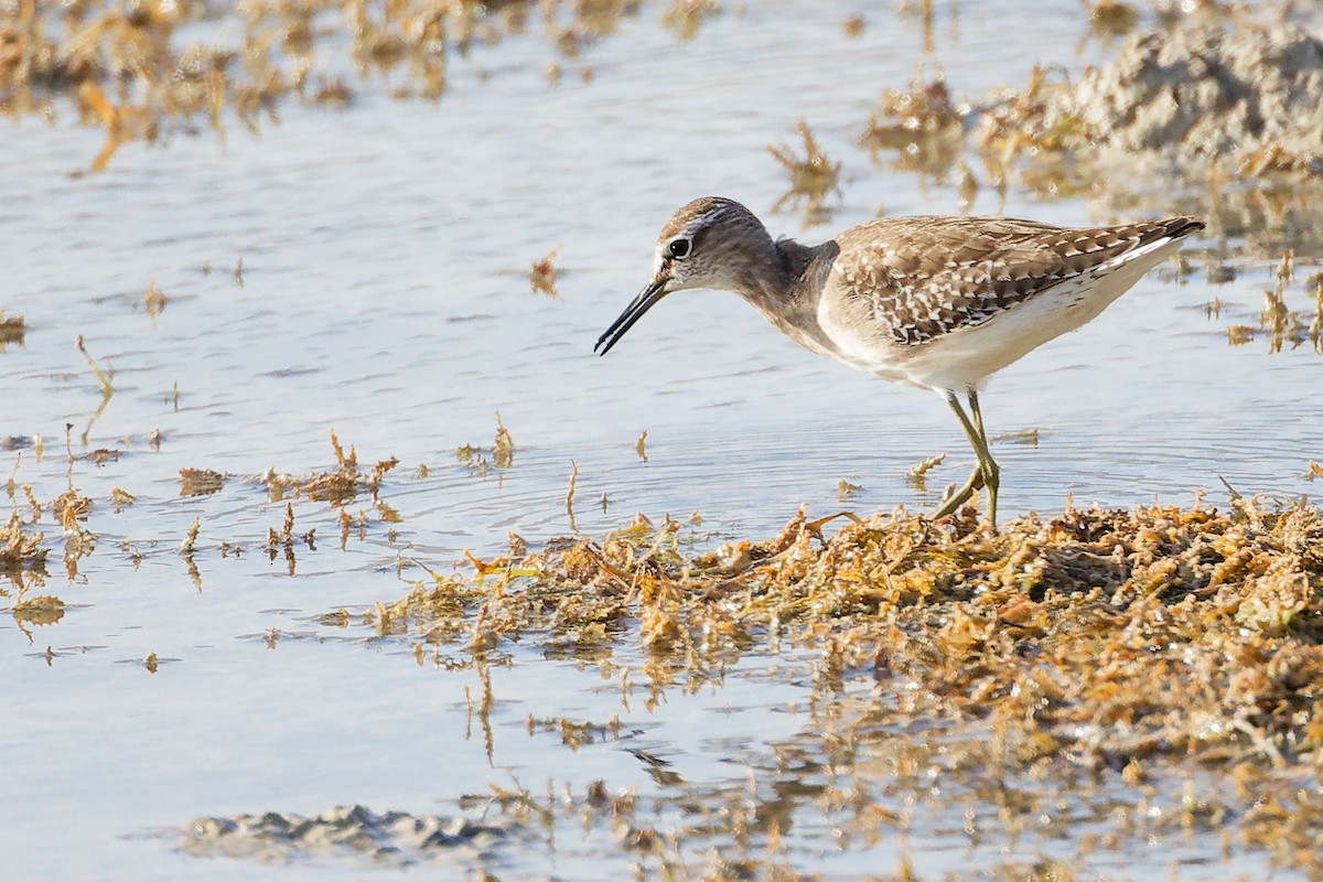 タカブシギ - ML645315049