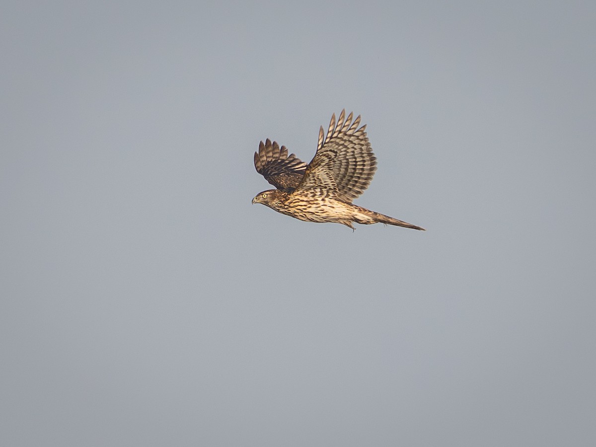 Eurasian Goshawk - ML645315050