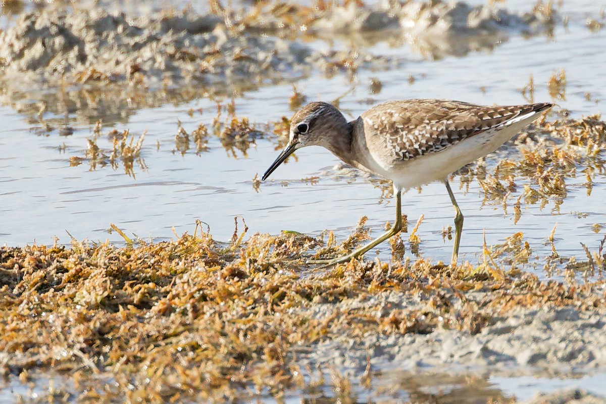 タカブシギ - ML645315051