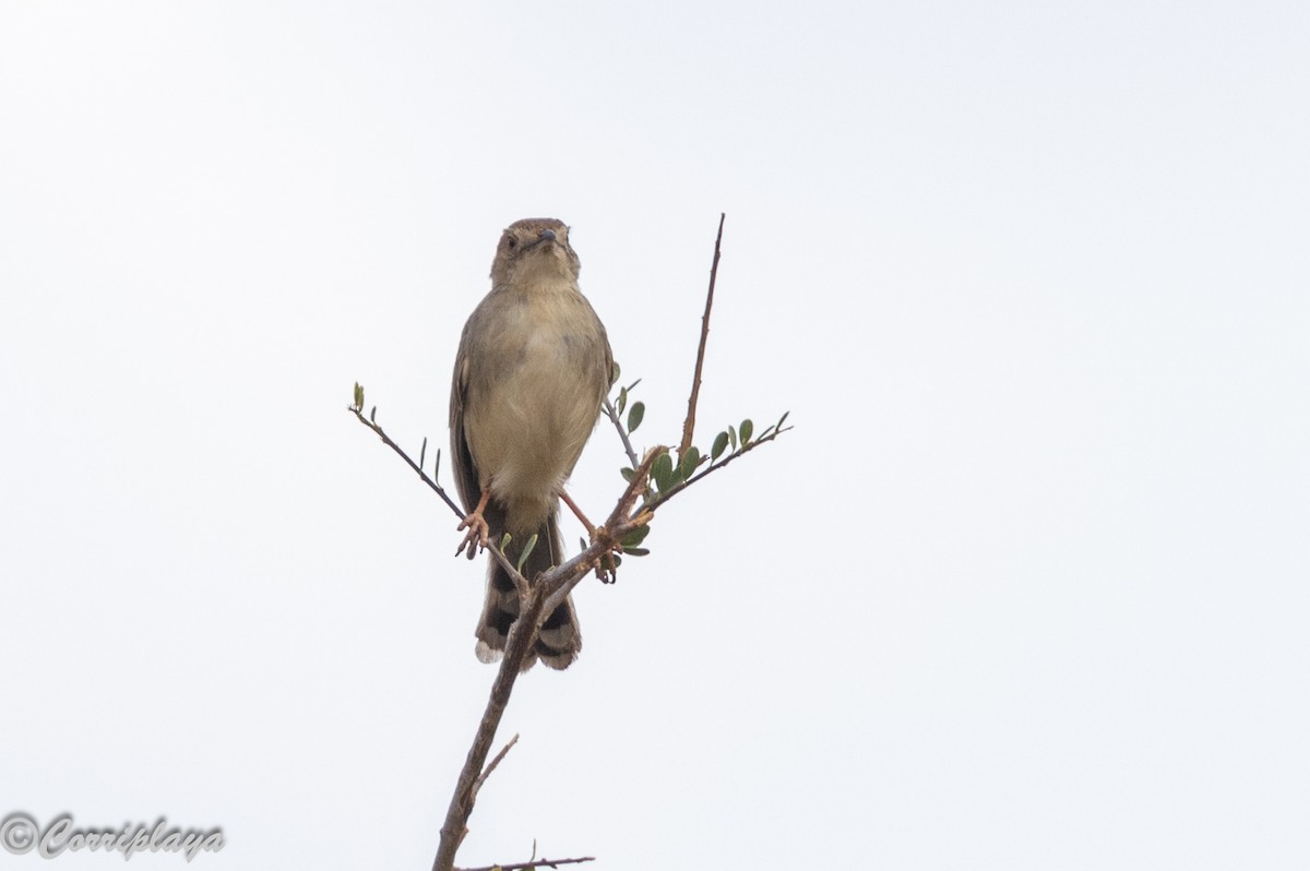 Desert Cisticola - ML645315052