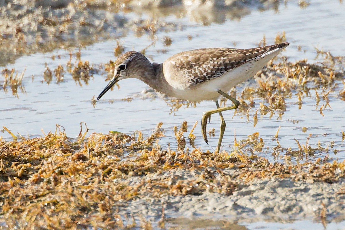 タカブシギ - ML645315059