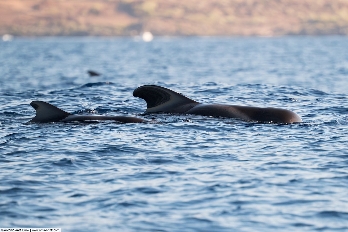 Long-finned Pilot Whale - ML645315068