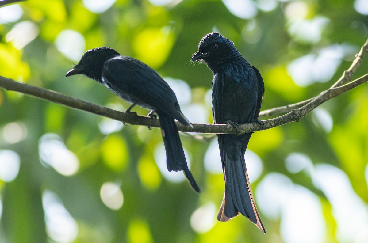 bronsedrongo - ML645315075