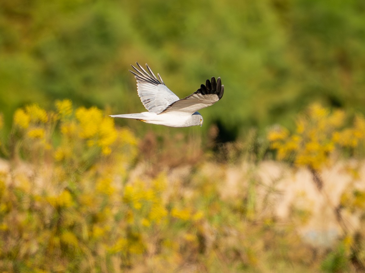 Саарал хулд - ML645315076