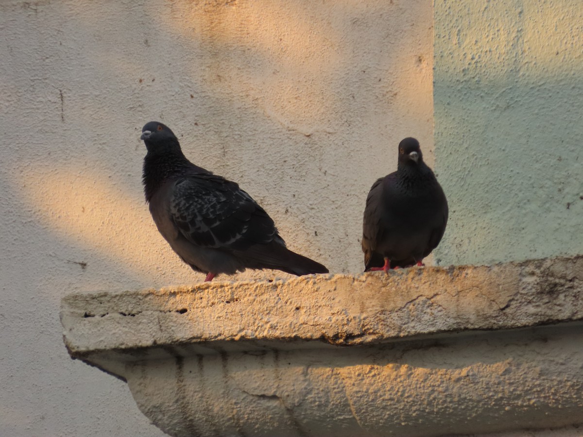 יונת בית - ML645315077