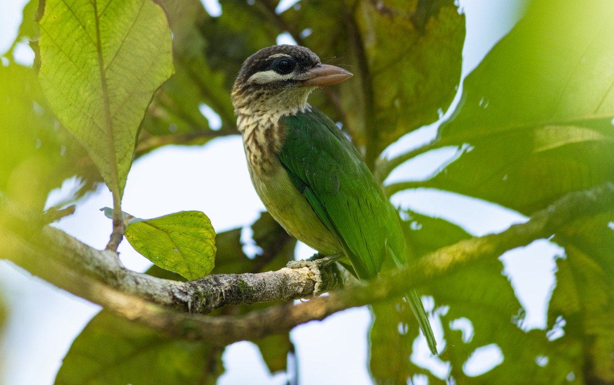 hvitkinnskjeggfugl - ML645315079