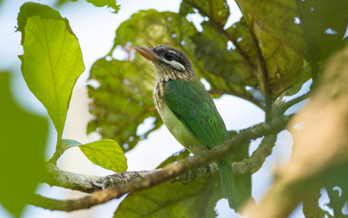 hvitkinnskjeggfugl - ML645315080