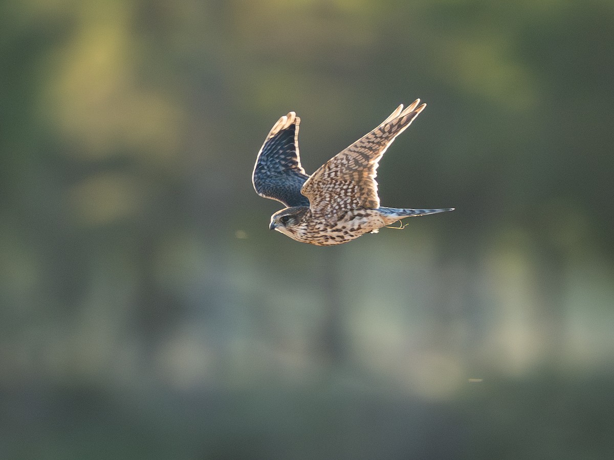 Хайргууна шонхор - ML645315084