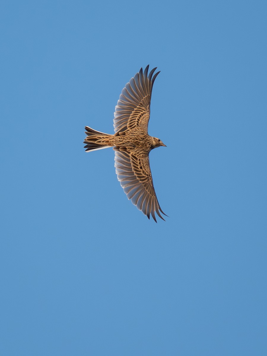 Боролзой болжмор - ML645315085