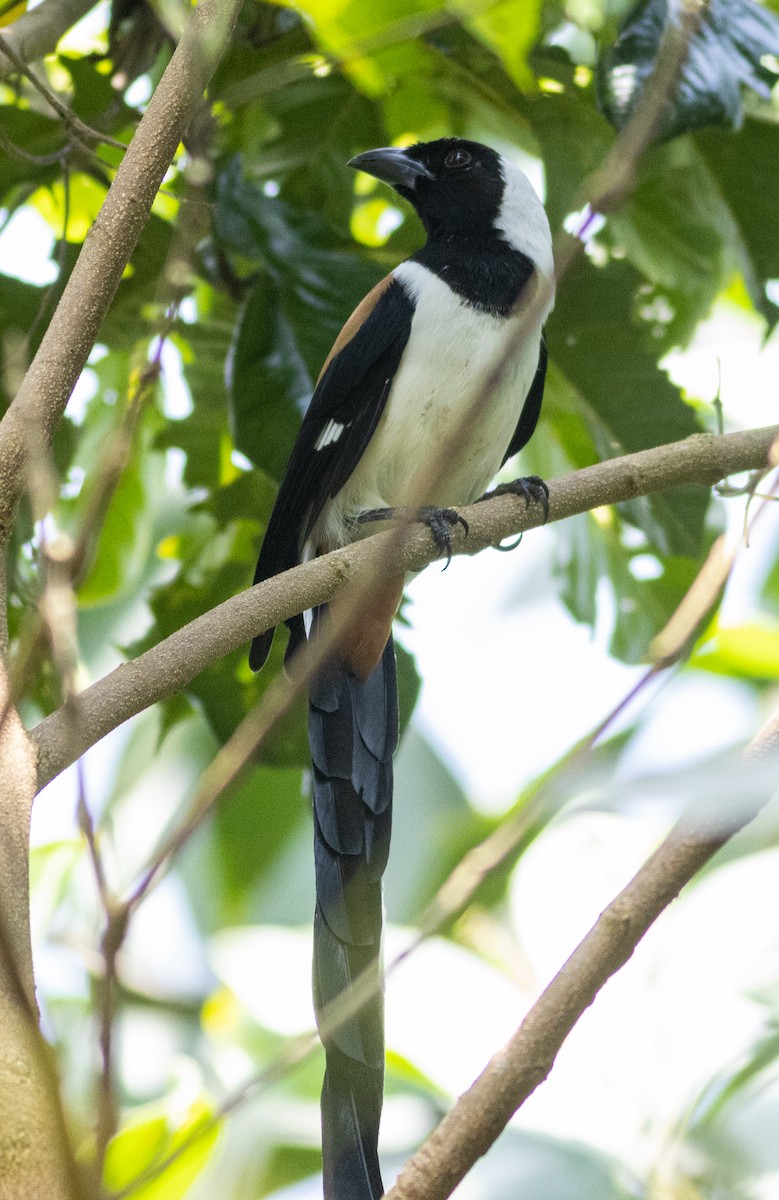 kongeskjære - ML645315086