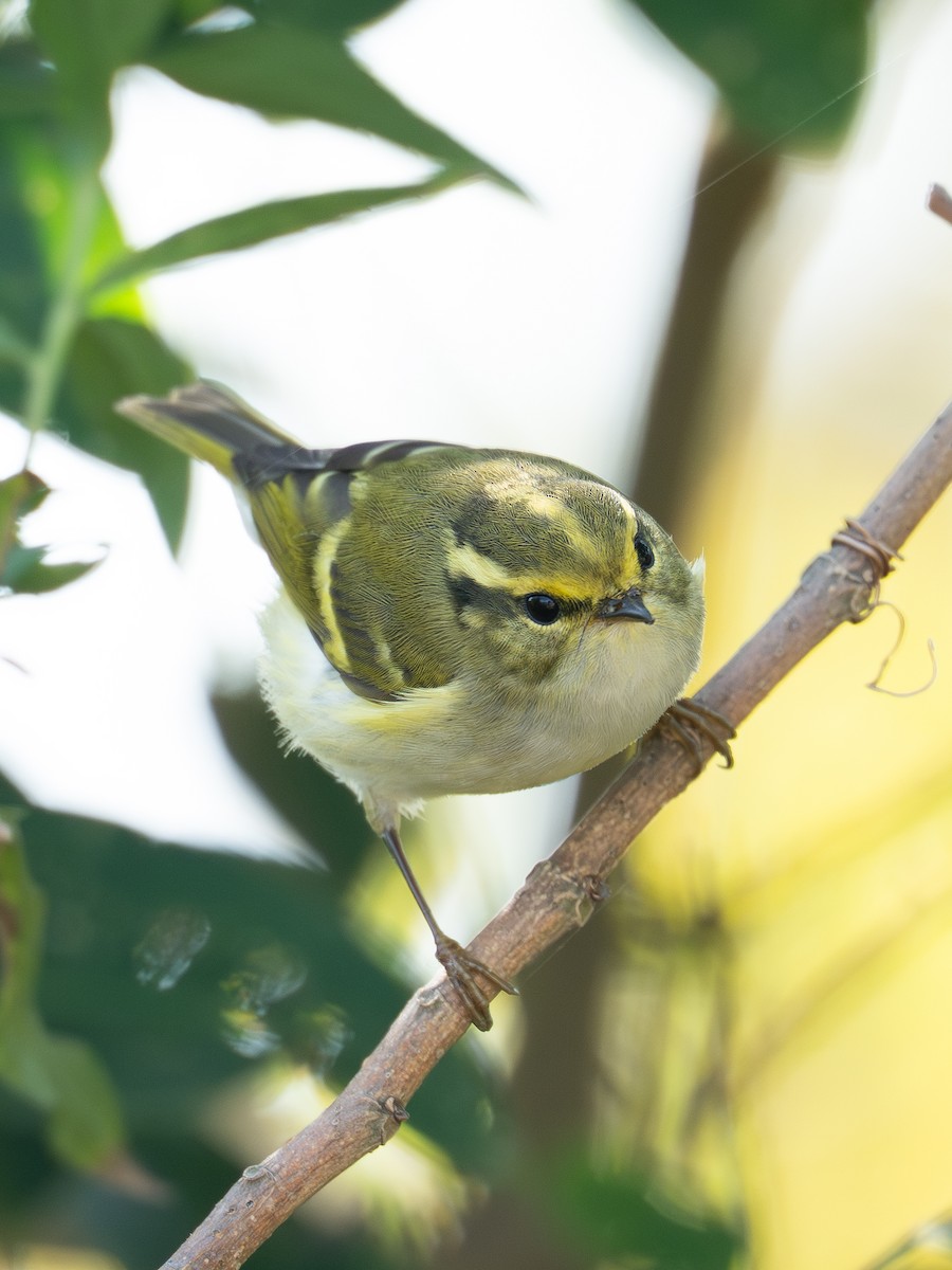 Жирхэн дууч шувуу - ML645315092