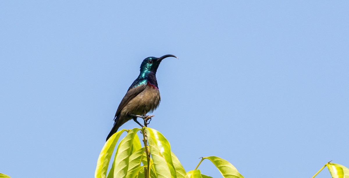 langnebbsolfugl - ML645315096