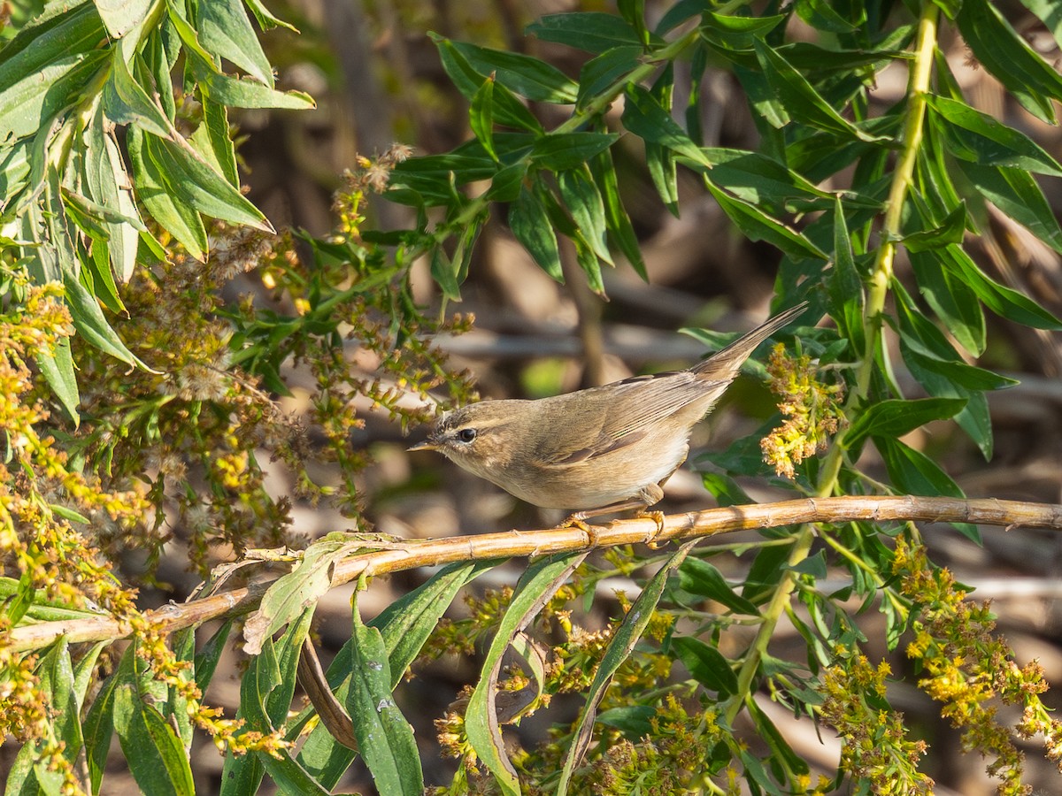 Dusky Warbler - ML645315099