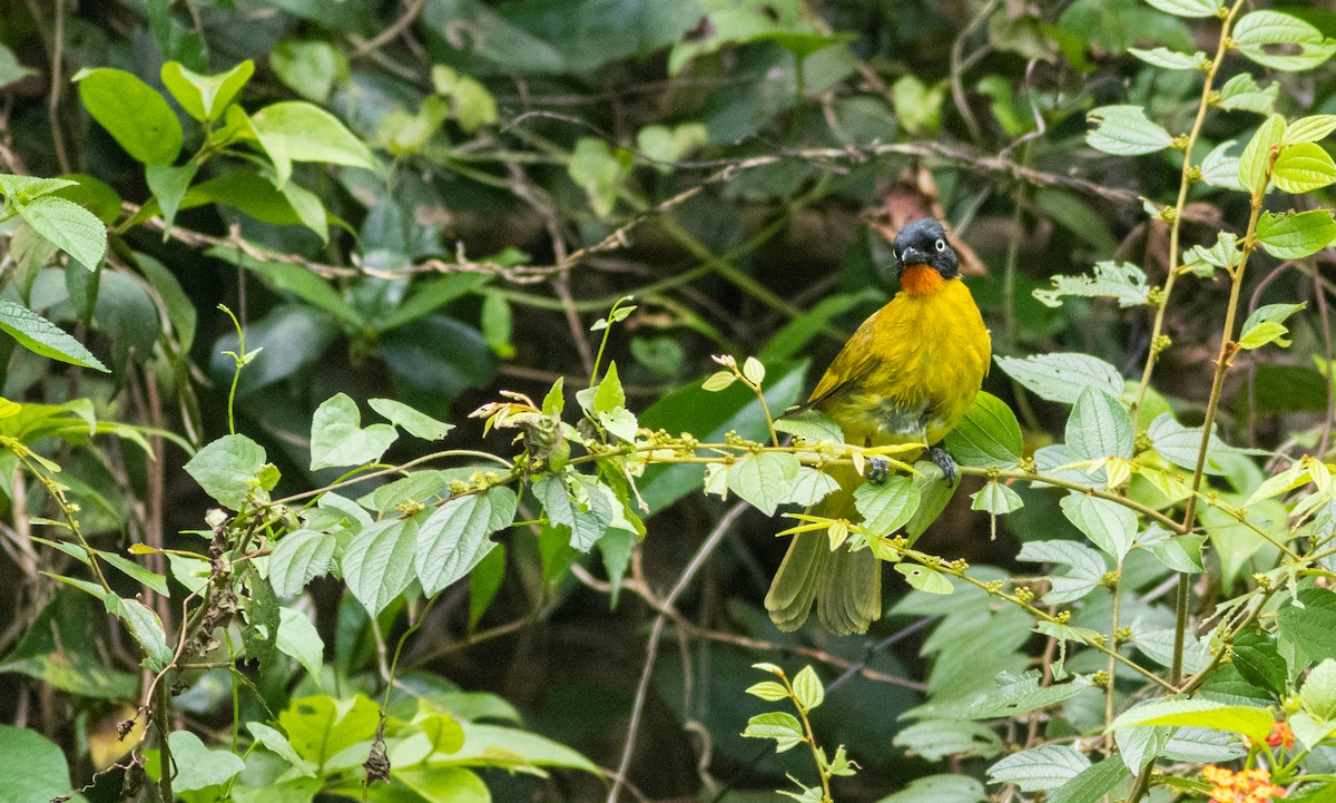 ildhakebylbyl - ML645315100